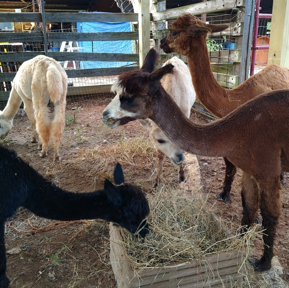 Meet your Posher, Kristen - Picture 2 of 7